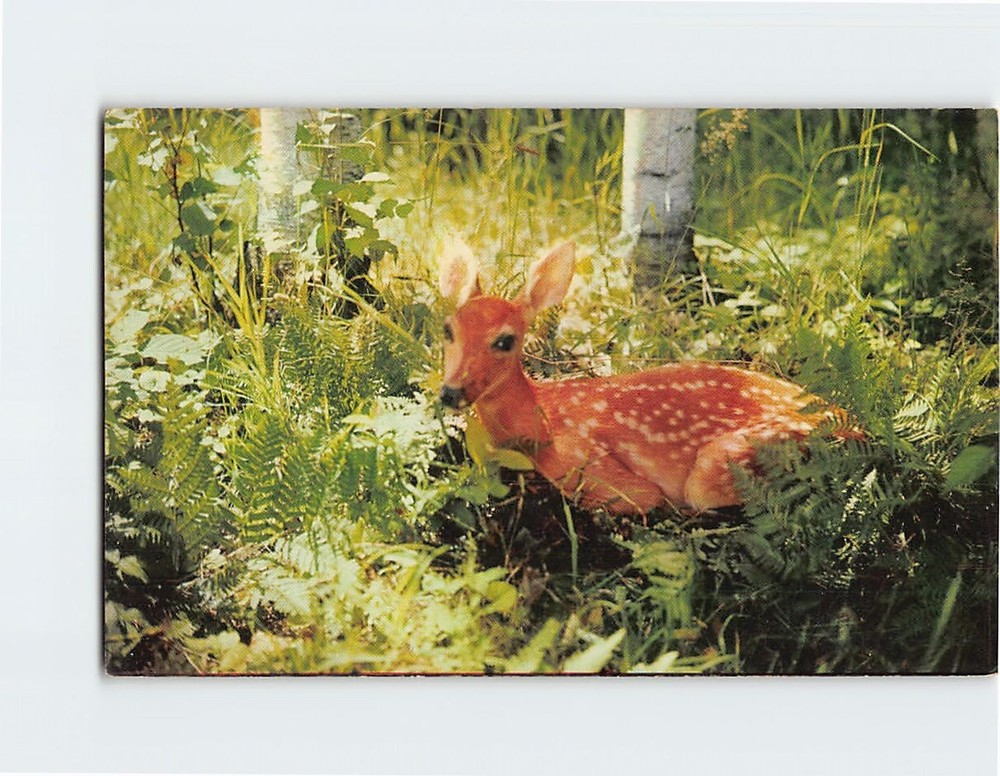 Postcard White-Tailed Fawn/Deer in the Woods