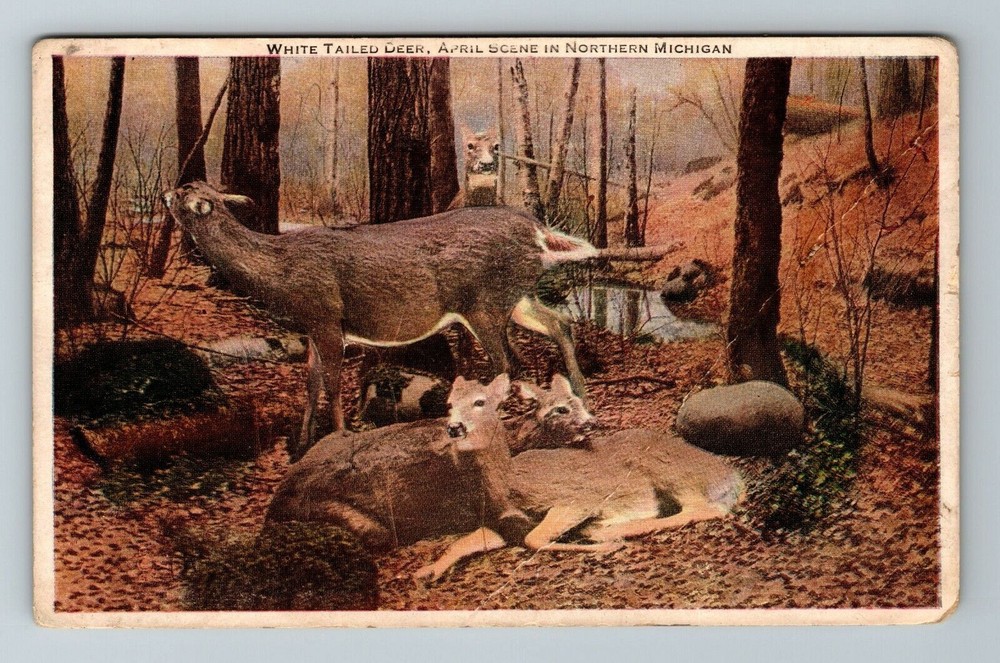 MI-Michigan, White Tailed Deer, Scenic Forest Scene, Vintage Postcard