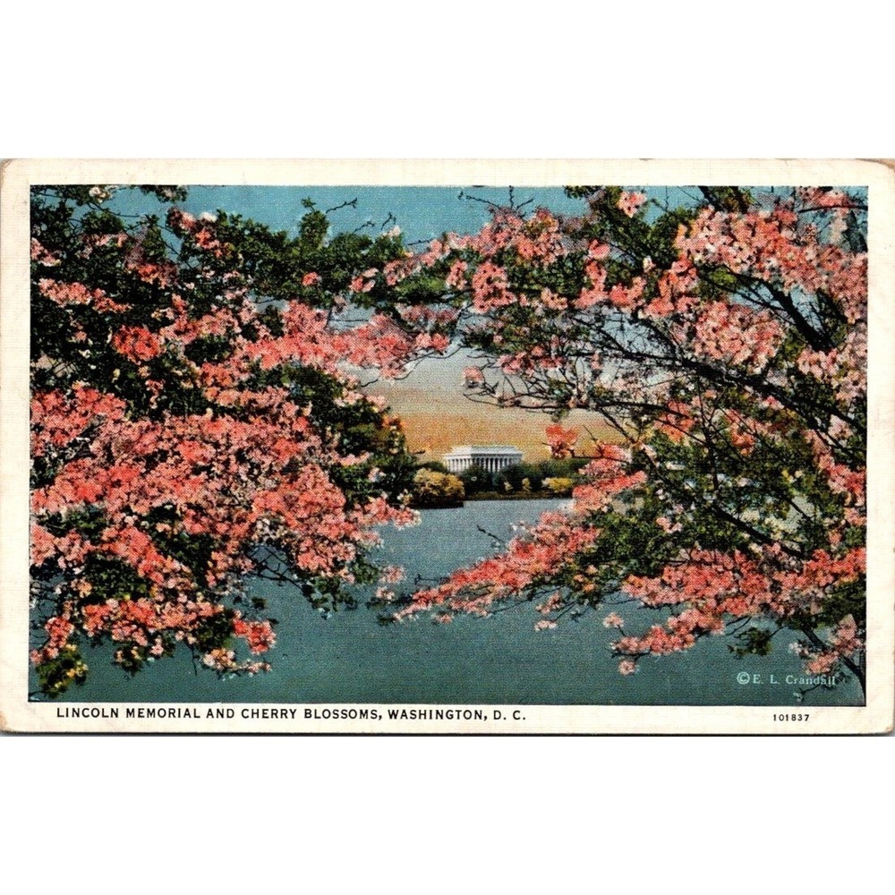 Washington DC District of Columbia Lincoln Memorial Cherry Blossoms Unposted