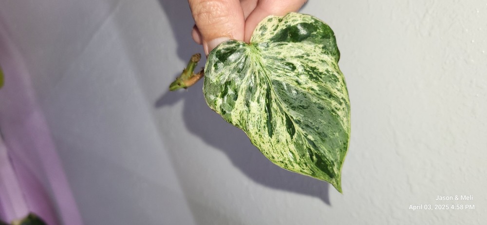 Philodendron hederaceum variegated heartleaf Plant Cutting