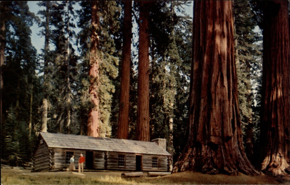 Yosemite Natl Park California Mariposa Grove Museum log cabin unused postcard