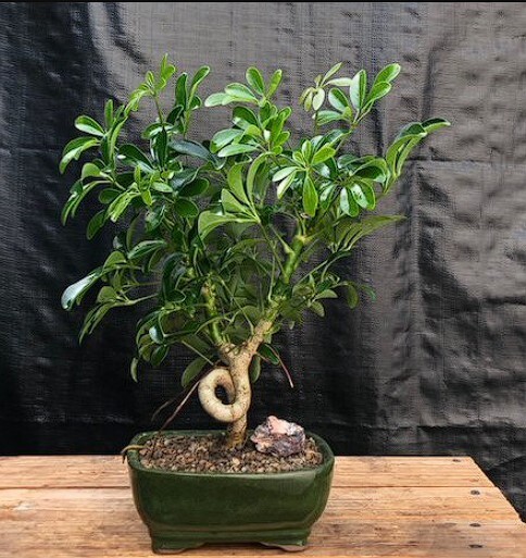 Hawaiian Umbrella Bonsai Live Coiled Trunk Indoor Plant 11 Inches Tall