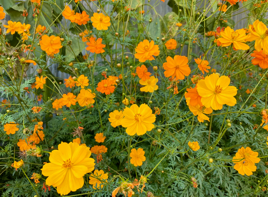 Cosmos Sulphureus Bright Lights Flower Seeds Pack of 110+ with Free Shipping for Vibrant Gardens