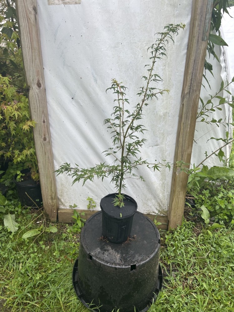 Rare Acer palmatum Kentaro san Japanese Maple in 1 gallon size-image