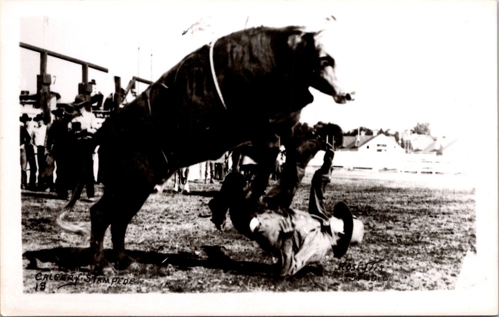 Alberta Calgary Stampede Rodeo Bull Rider Fall Ground 1950 RPPC Postcard   16535