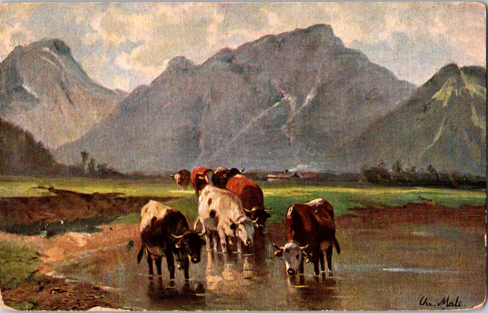 Vintage Postcard Cattle In Pasture With Mountains Scenic Landscape