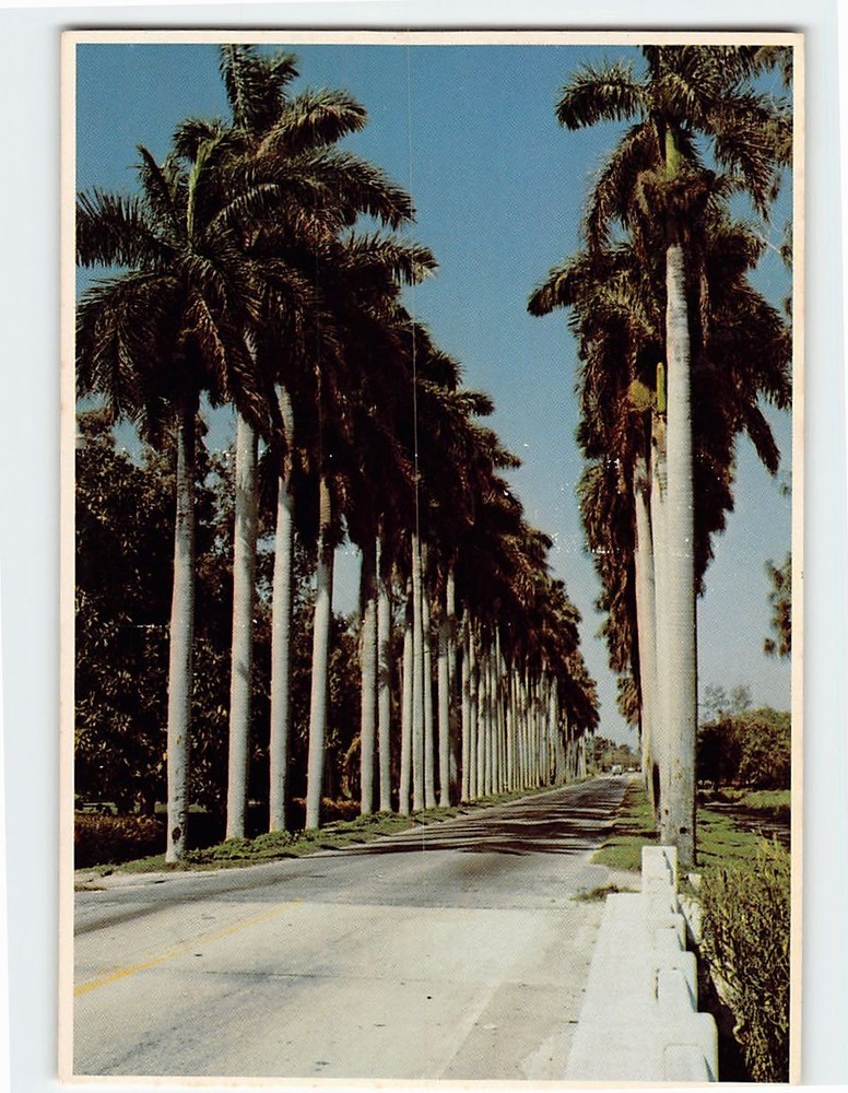 Postcard Royal Palms Florida USA
