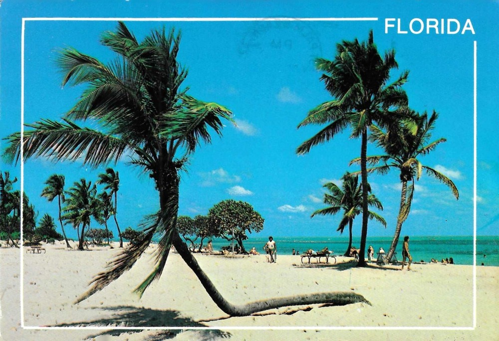 Vintage Florida Chrome Postcard Graceful Coconut Palms Tropical Beach