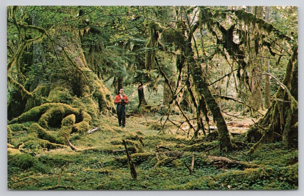 Olympic National Park WA Rain Forest Moss Covered Trees Vintage Postcard