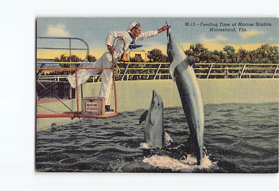 Postcard Feeding Time Marine Studios Marineland Florida USA Pudgy Porpoise