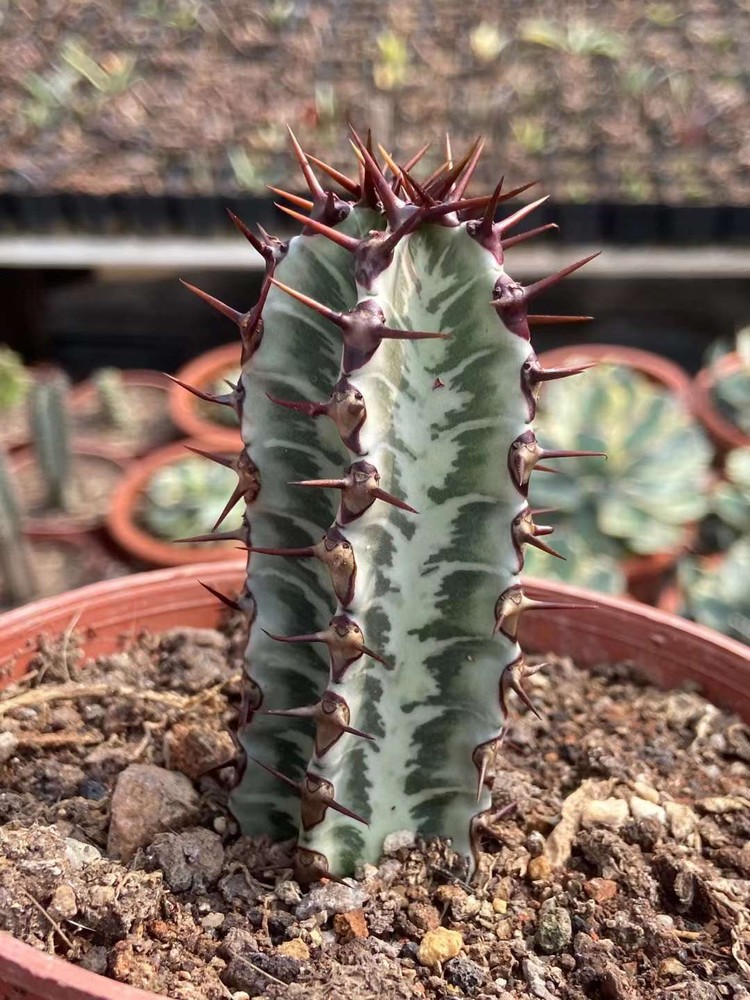 2PCS Euphorbia pekinensis Rupr. RareSucculent  plant  Garden 9-12CM
