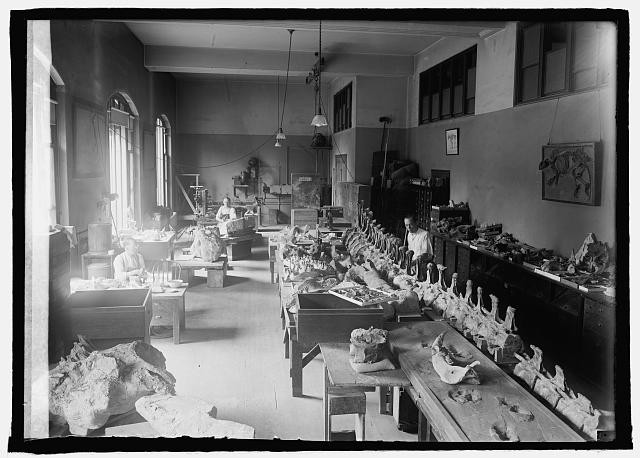 Division of Paleontology of National Museum,7/24/25,Washington,DC,July 1925