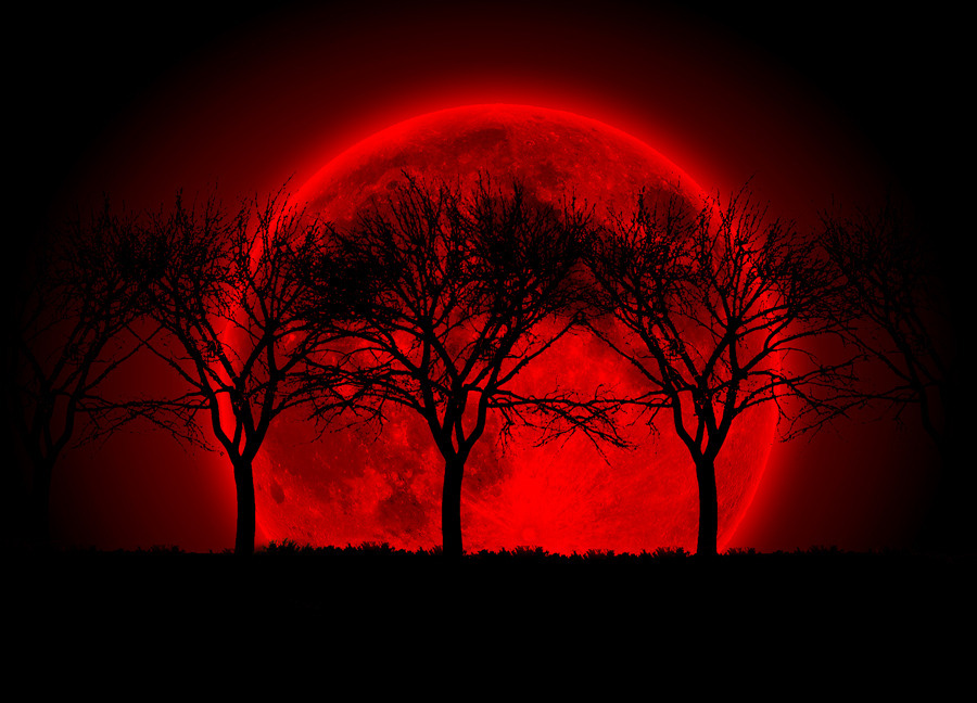 Sunset Blood Red Moon Tree silhouette *FRAMED* CANVAS ART  24x16