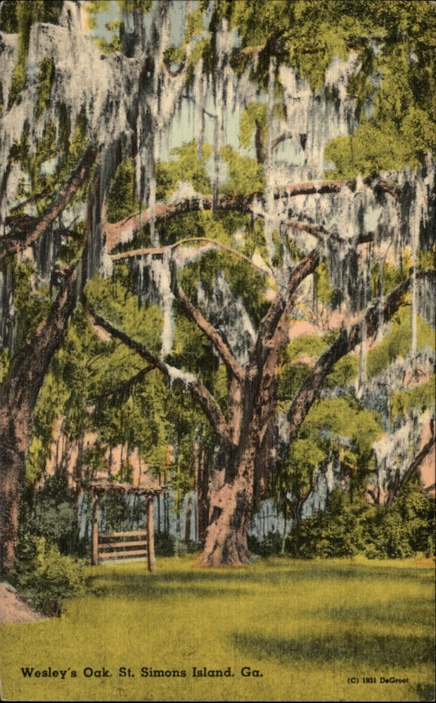 St Simon's Georgia Wesley's Oak tree Spanish Moss unused vintage linen postcard