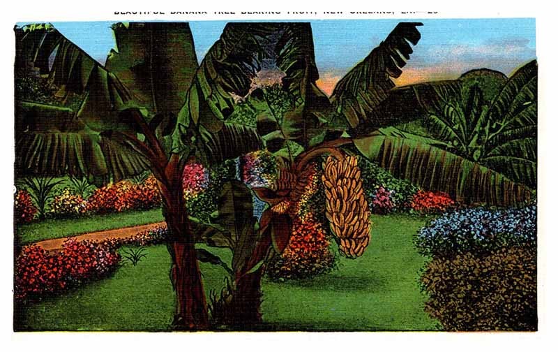Postcard ROAD SCENE New Orleans Louisiana LA m/09 AS6862