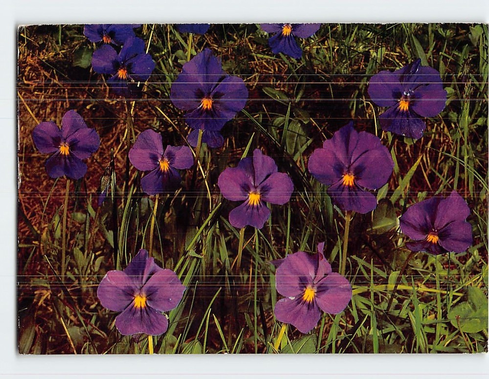 Postcard Long Spurred Violet Flowers