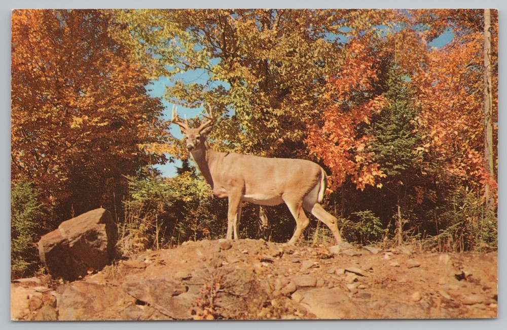 Animal~Deer in Autumn Wonderland~Vintage Postcard