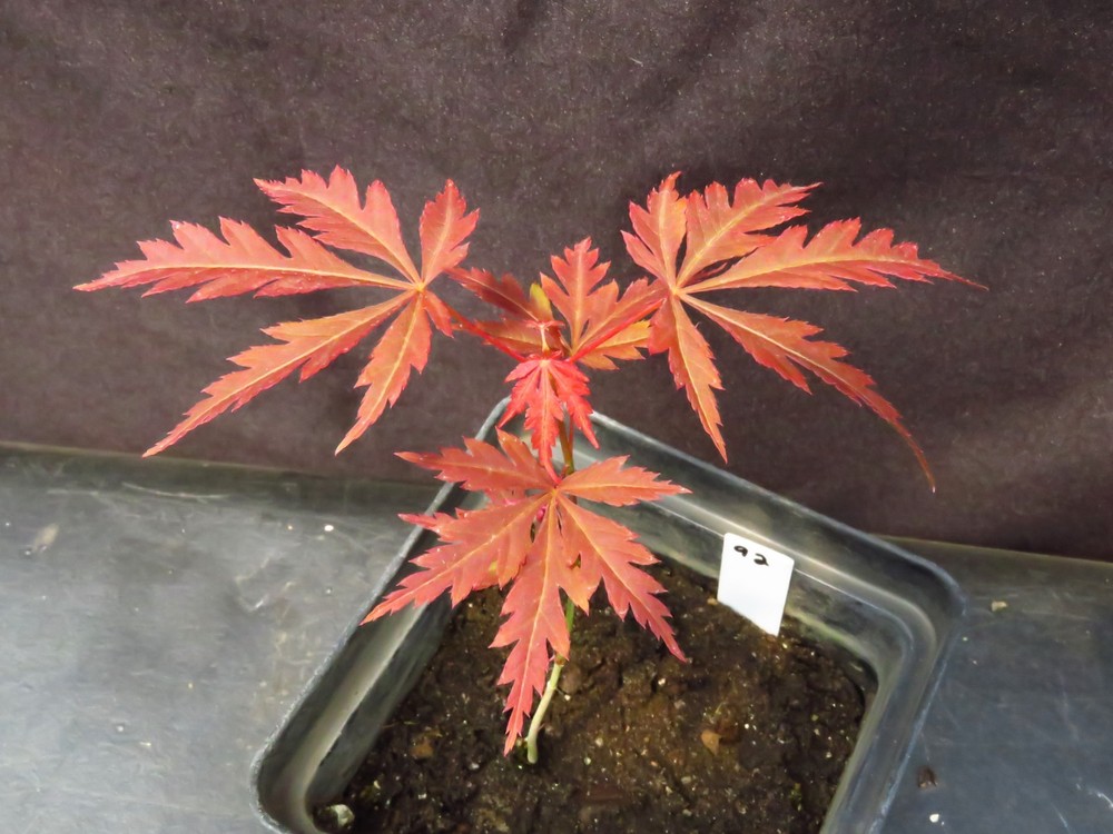 Seed-Grown Acer Palmatum 'Burgundy Lace' Red Leaf Japanese Maple Tree 6.5