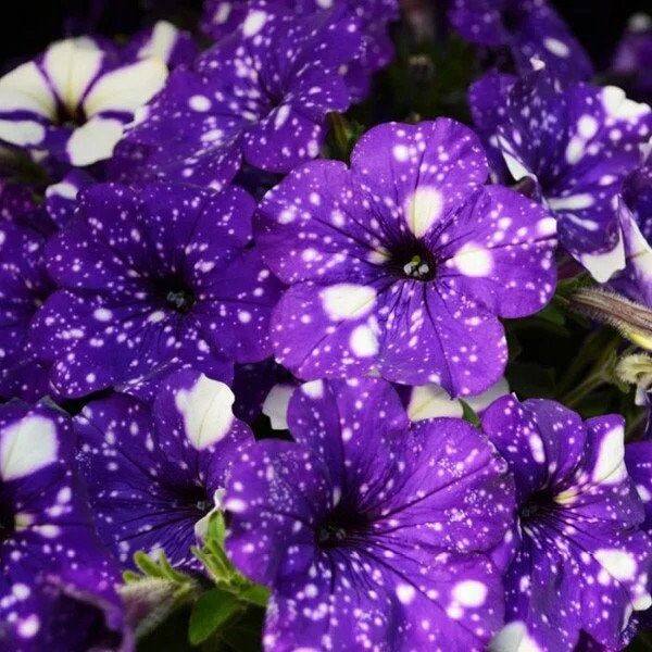 20 purple petunia starry flower seeds for spring summer Blue Yellow White color