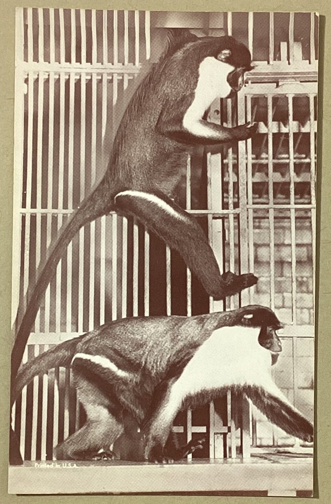 Diana Monkey Lincoln Park Zoo Chicago Illinois Vintage Postcard Unposted