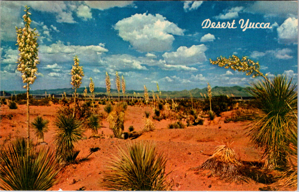 Vintage Postcard Desert Yucca New Mexico State Flower