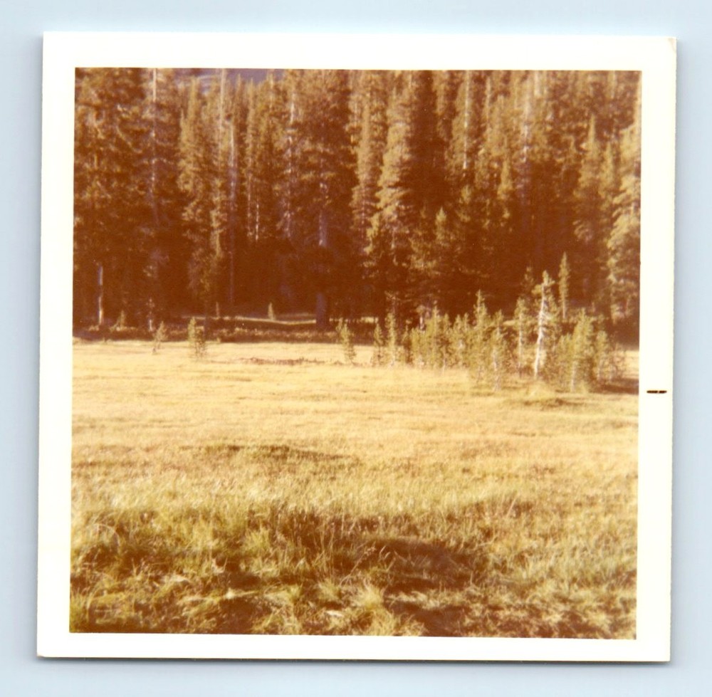 Old Vintage Square Color Photo MEADOW FOREST LANDSCAPE WOODS TREES PIC