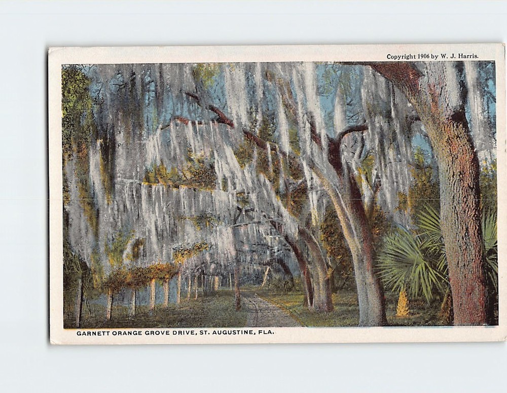 Postcard Garnett Orange Grove Drive St. Augustine Florida USA