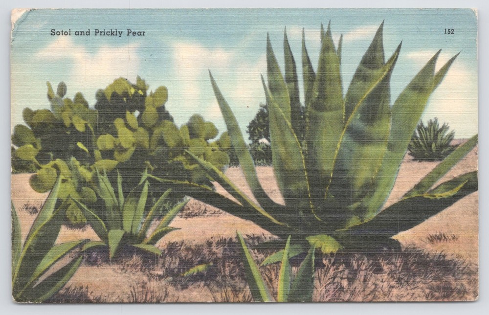 Linen~Desert Sotol & Prickly Pear Plants~San Antonio Card Co TX~Vintage Postcard
