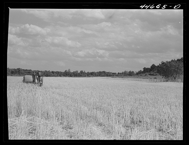 Photo:Wrayswood Greene County Georgia 1941 Wheat Harvesting Field Reaper
