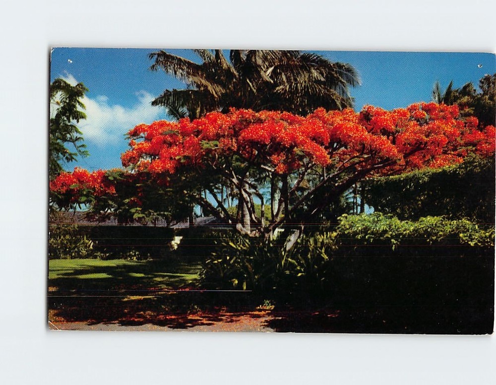 Postcard The Flame Tree Brilliant Blossoms Of The Royal Poinciana Hawaii