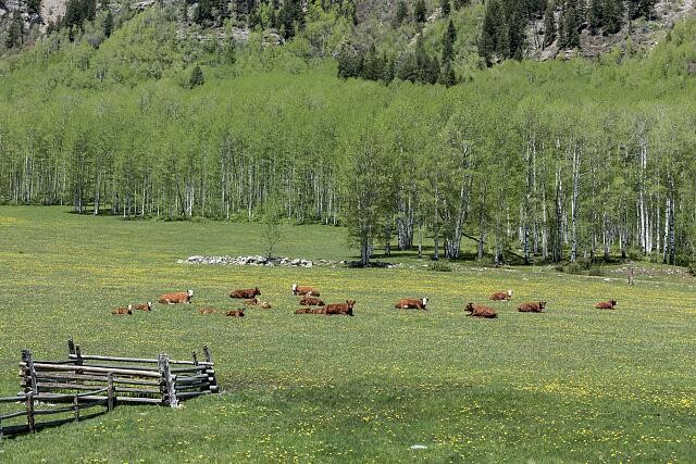 Photo:Hermosa Colorado 2015 Cattle Herd Pasture Durango Silverton Road