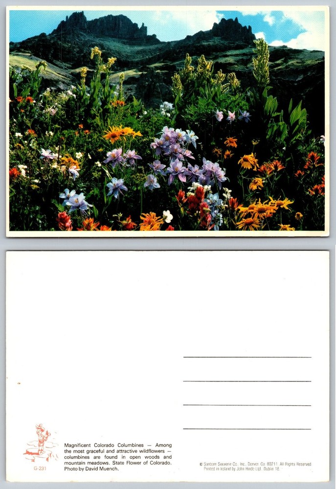 Colorado Columbines Wildflowers Mountain Meadow Chrome Postcard David Muench