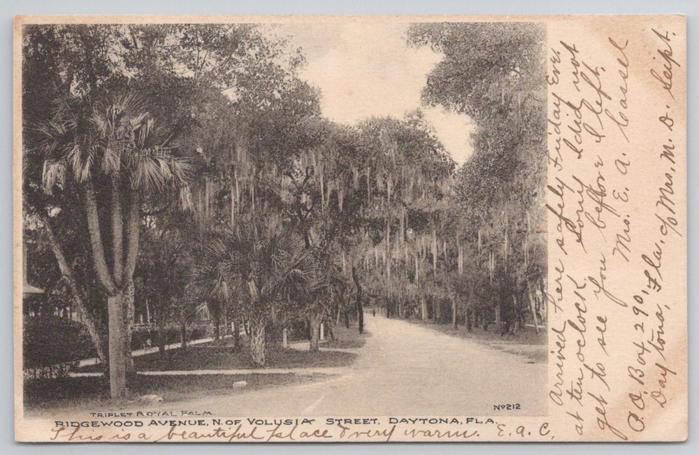 Daytona FL Ridgewood Avenue Palm Trees Spanish Moss Albertype Postcard