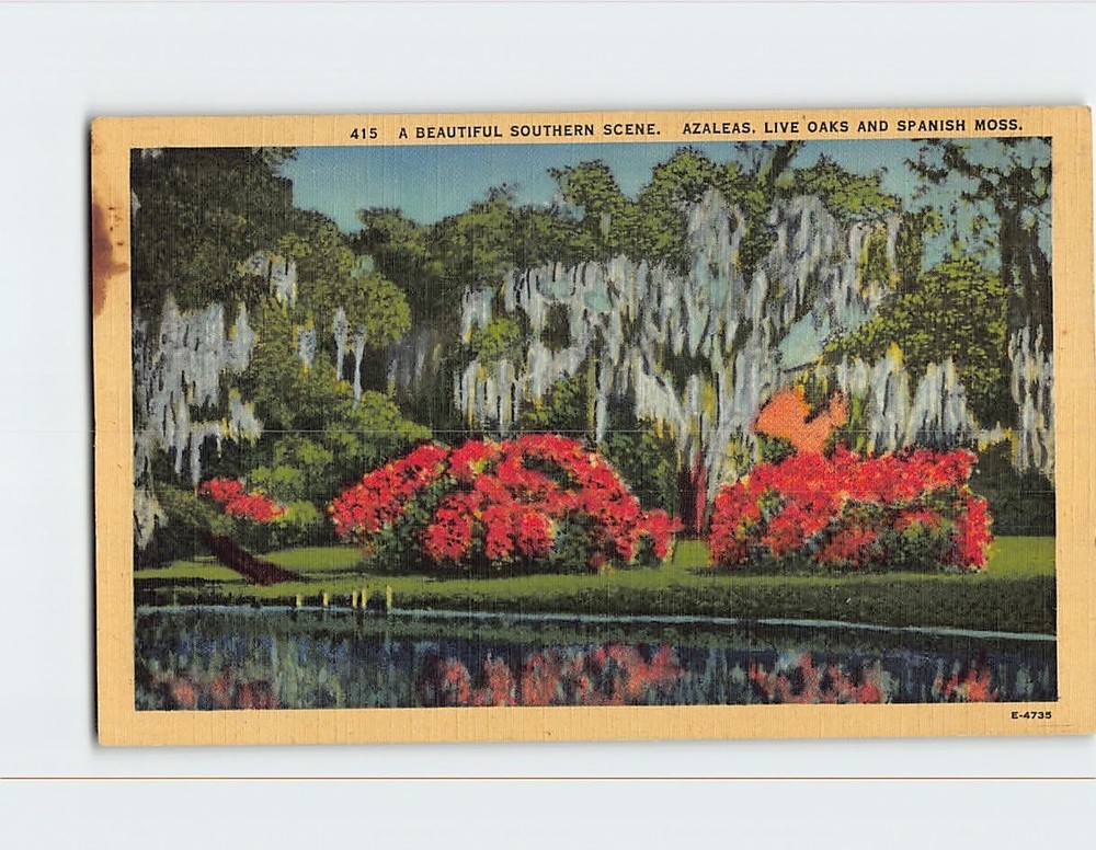 Postcard A Beautiful Southern Scene Azaleas Live Oaks and Spanish Moss