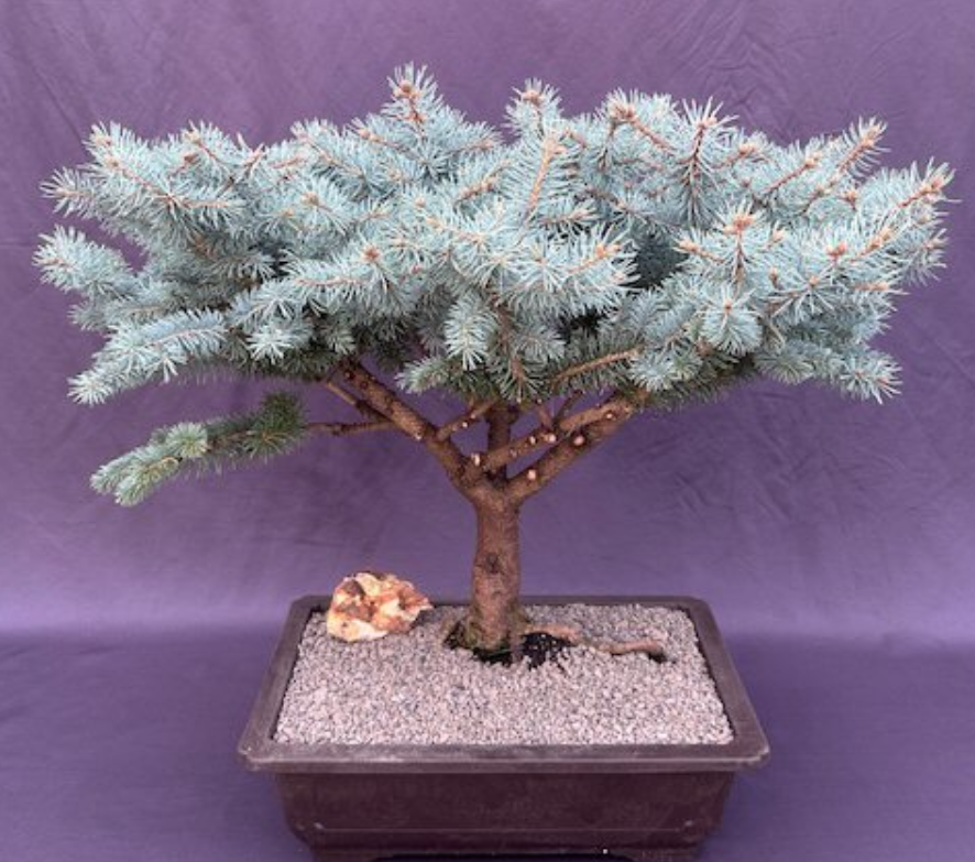 Globe Blue Spruce Bonsai Tree Live Outdoor Evergreen Plant Picea Pungens 21