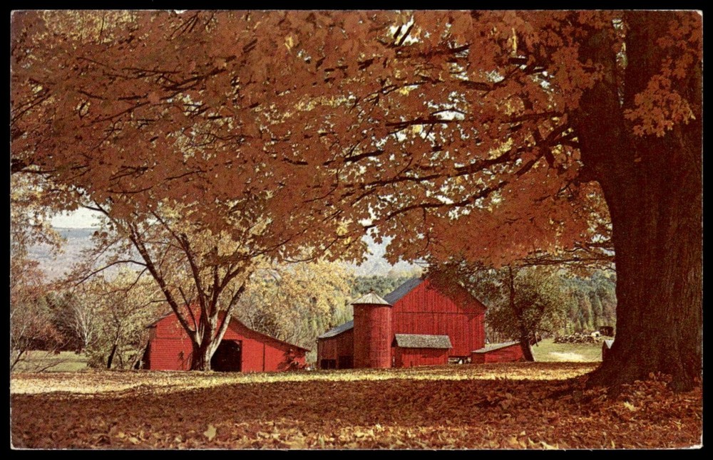 Vintage New Hampshire Fall Leaves Photo Postcard - Eastern Illustrating Co.