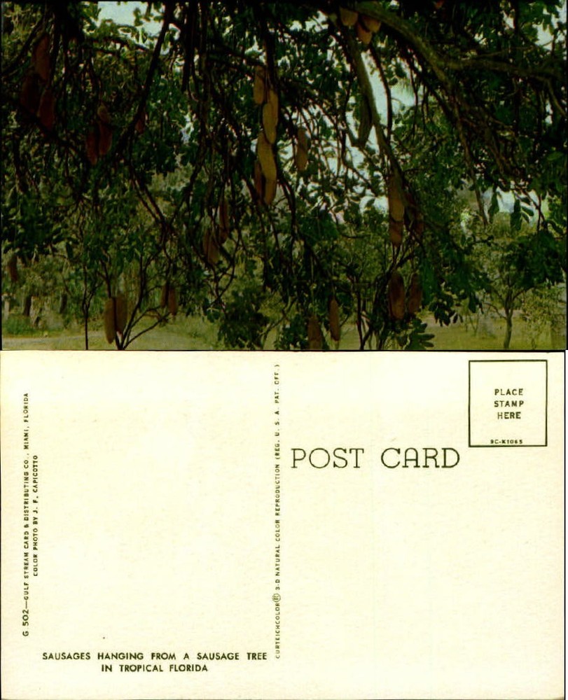 Sausage Tree Florida FL Kigelia pinnata Africana unused vintage postcard