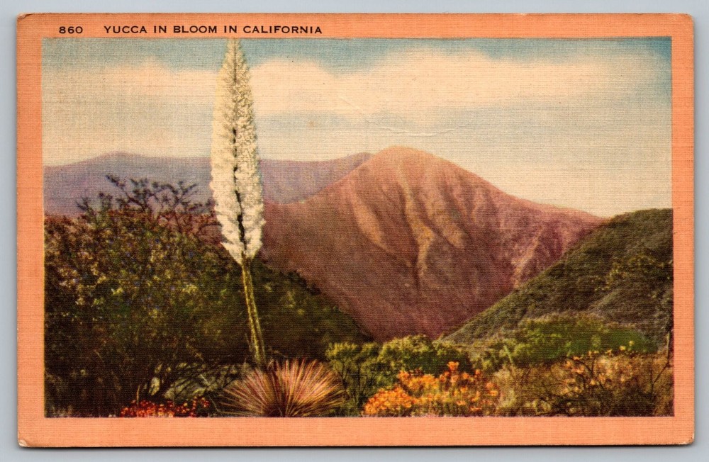 Vintage Linen Postcard Yucca in Bloom California Foothills 1948 Longshaw
