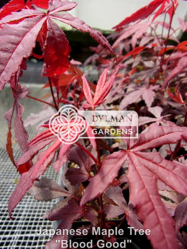5 Dormant Japanese Maple Seedlings - Acer palmatum 'Bloodgood' - 12 to 15 inches-image