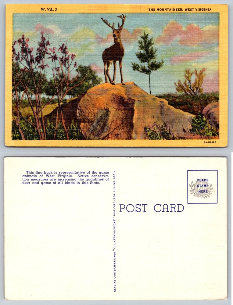 Vintage West Virginia Linen Postcard - Majestic Buck Deer Wildlife