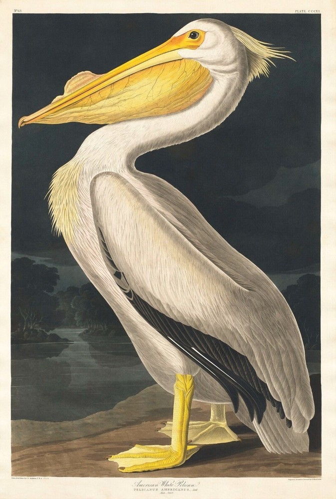 Vintage American Bird Poster Art Print Picture
