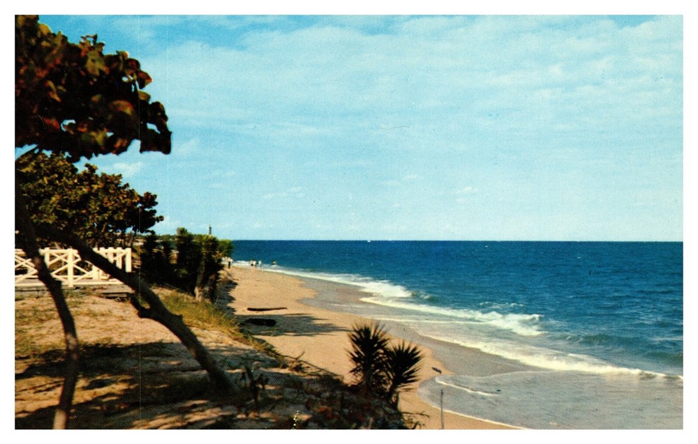 FL Florida Sea Grape Along the Coast Beach Chrome Postcard