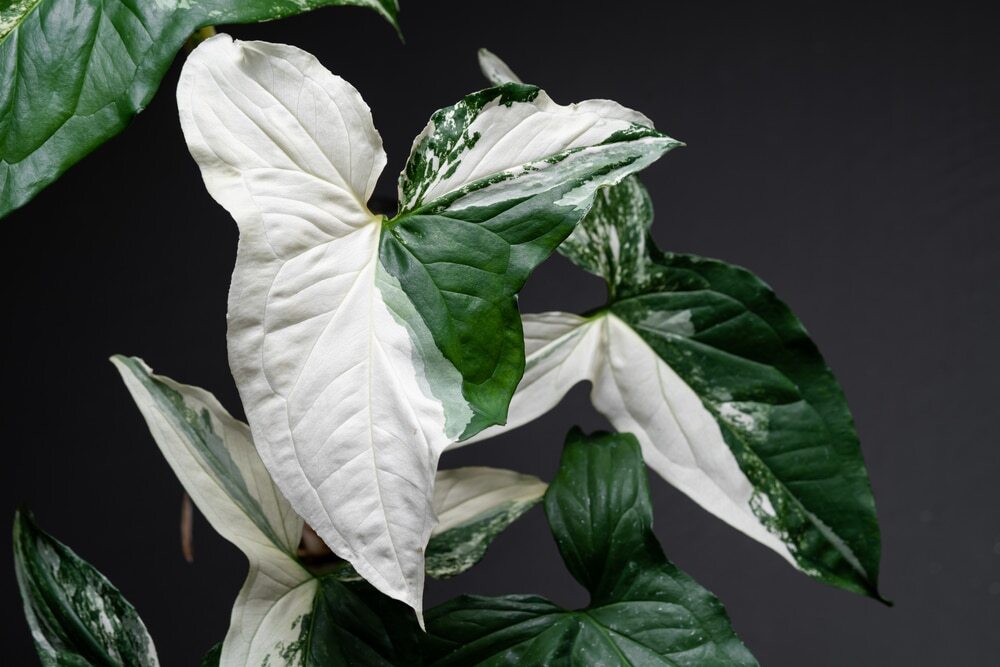 Syngonium Albo Variegated Plant Arrowhead Vine Indoor Tropical 6-8