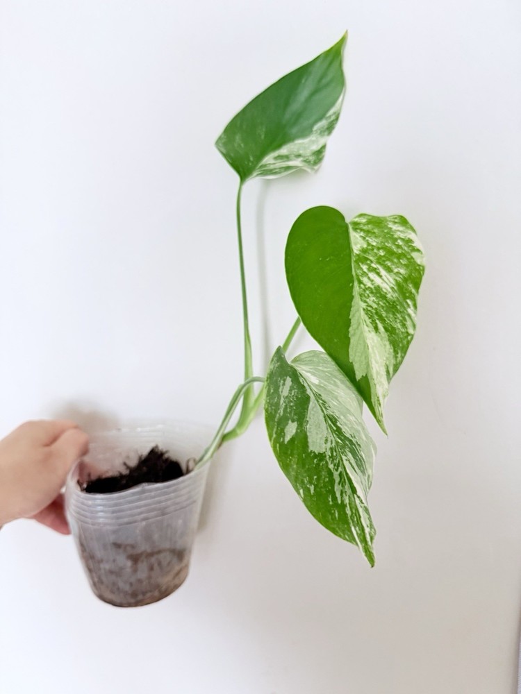 Rooted Variegated Monstera Albo Borsigiana Plant - Earth Day Sale