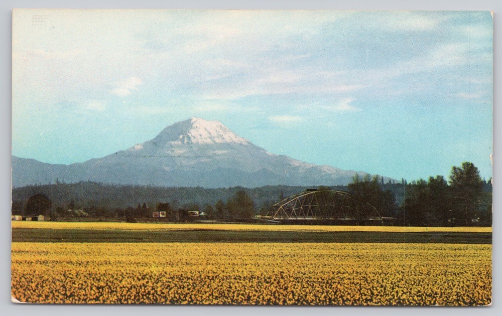 Mount Rainier Washington, Daffodil Fields Puyallup Valley, Vintage Postcard