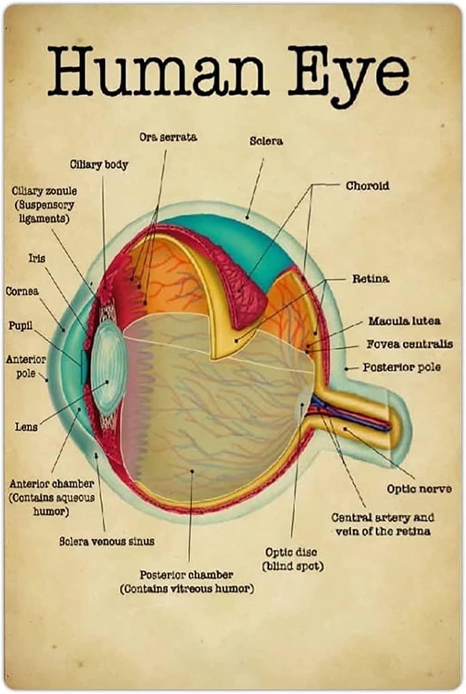 Ophthalmology Knowledge Metal Tin Signs Anatomy Of The Human Eye Retro Poster Do