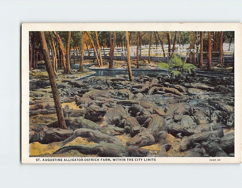 Postcard St. Augustine Alligator Ostrich Farm St. Augustine Florida USA