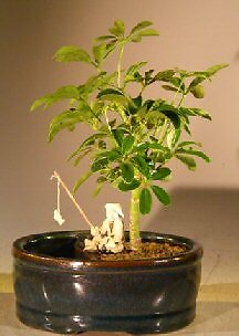 Hawaiian Umbrella Bonsai Tree Water Pot Zen Garden 6 y.o. 9