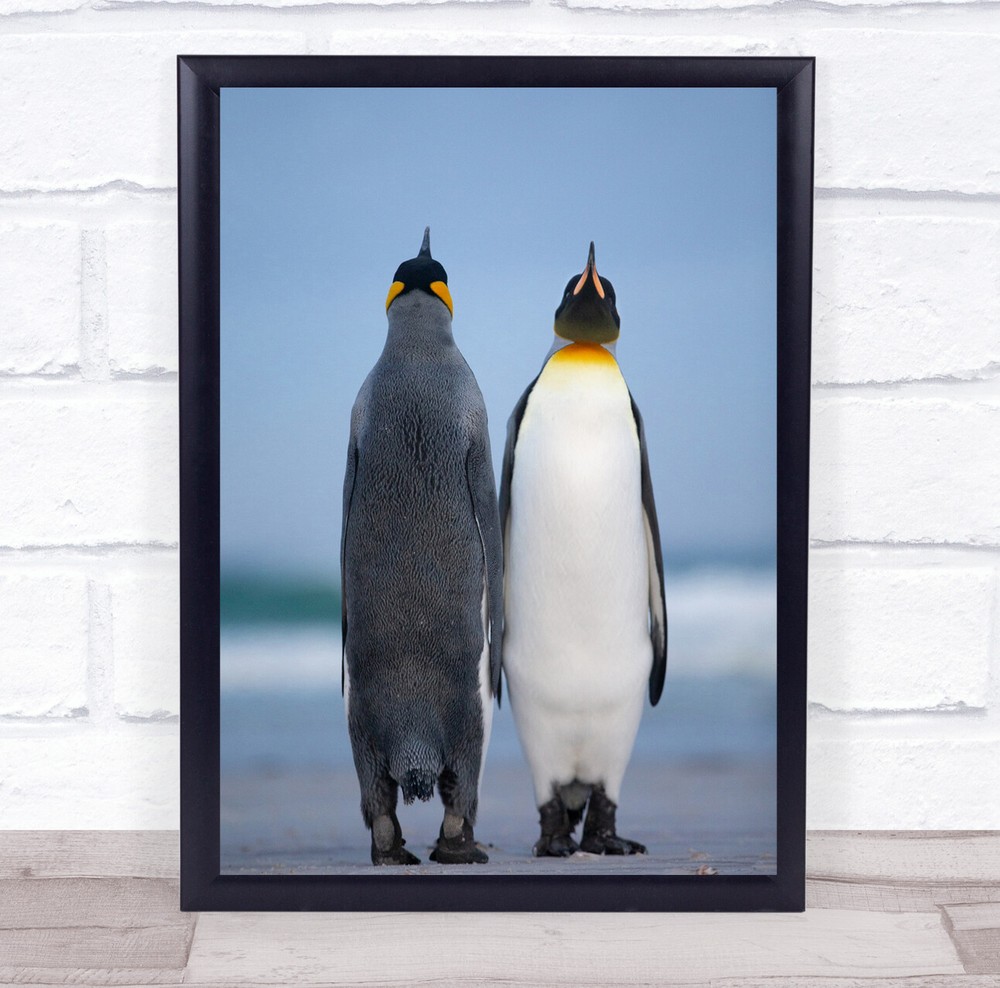 King Penguin Penguins Blue White Beach Sunset Sea Ocean Wall Art Print