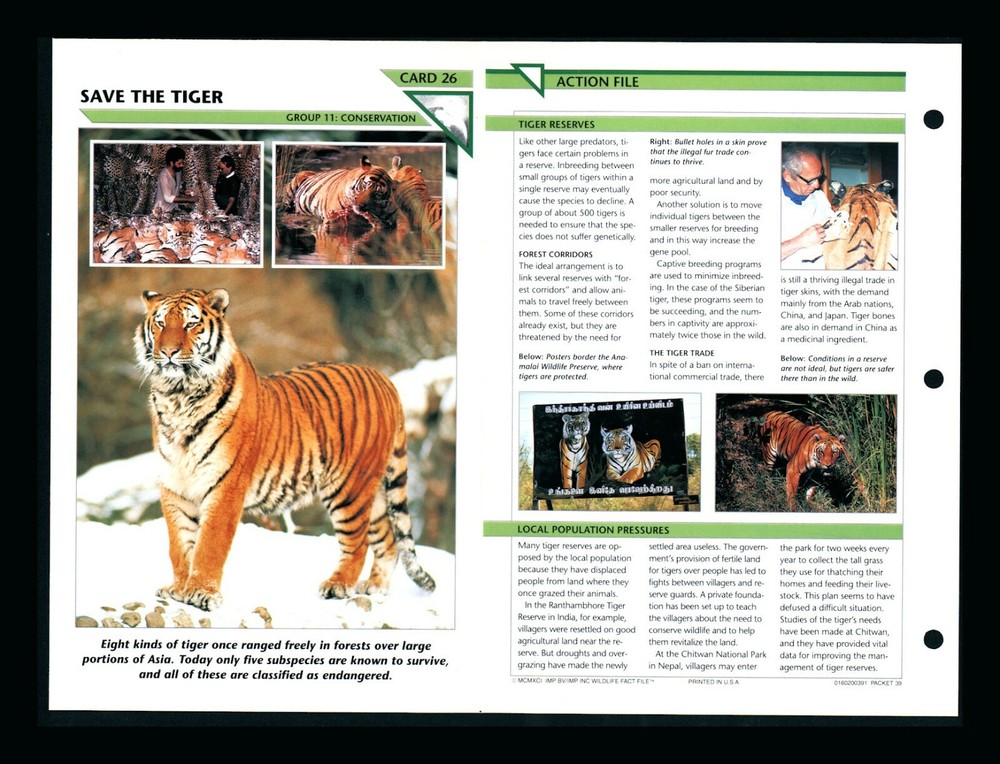 Save the Tigers Wildlife Conservation Fact Card for Home School Education